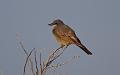 Cassin's Kingbird FtDavis Aug08 112